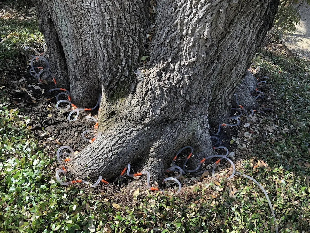 Detailed Tree Cabling and Bracing job site in Fort Duchesne